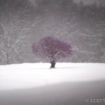 Berkshire Landscapes by Scott Barrow 0111 150x150 Berkshire Landscapes